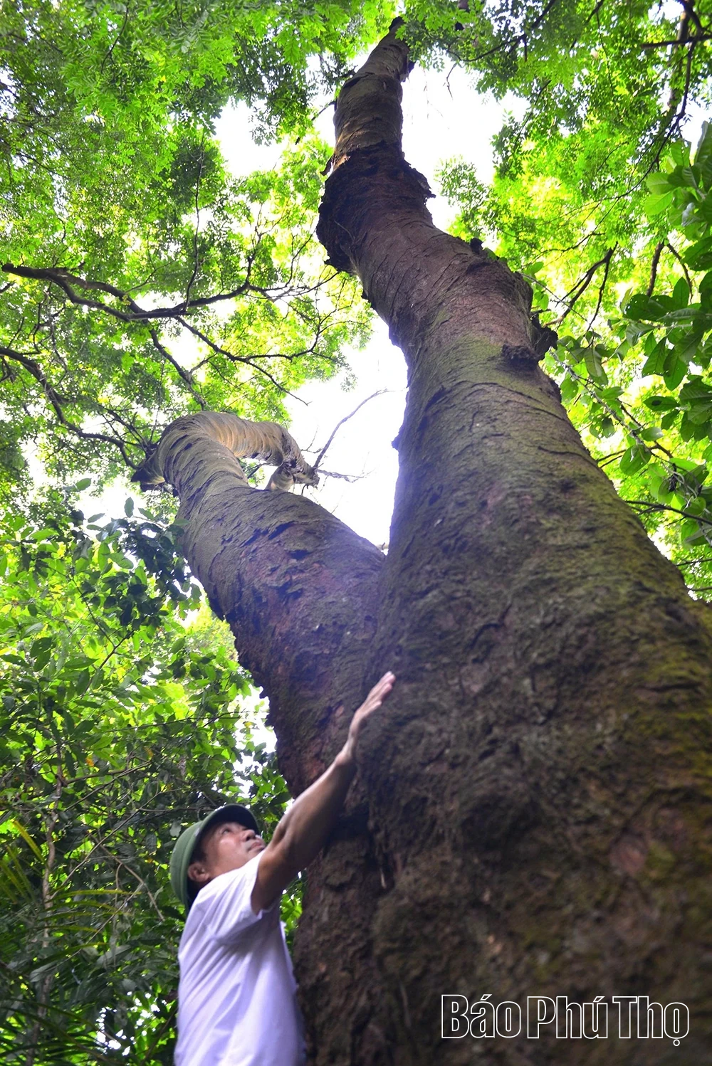 Rừng lim trong lòng phố thị