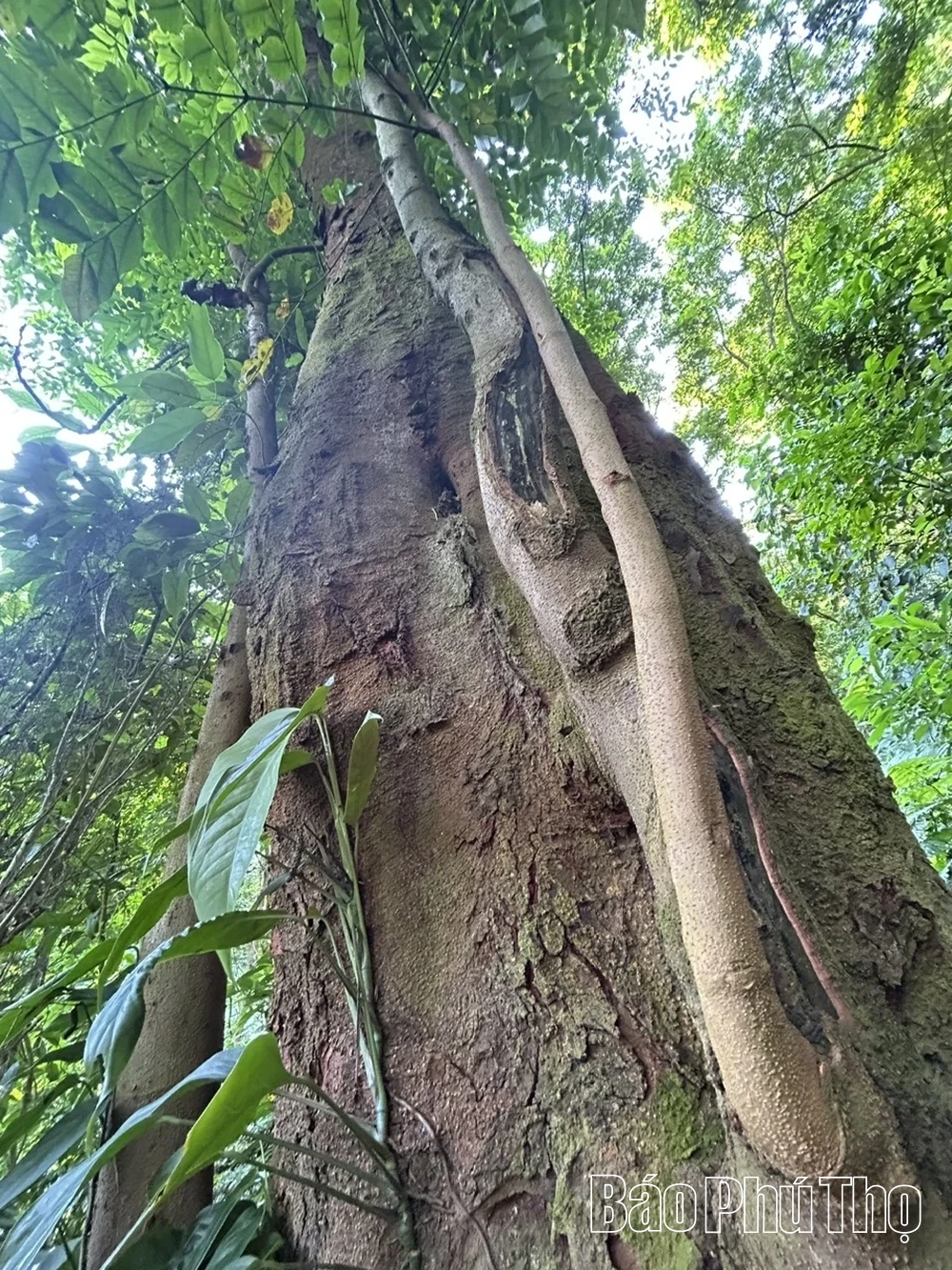 Rừng lim trong lòng phố thị