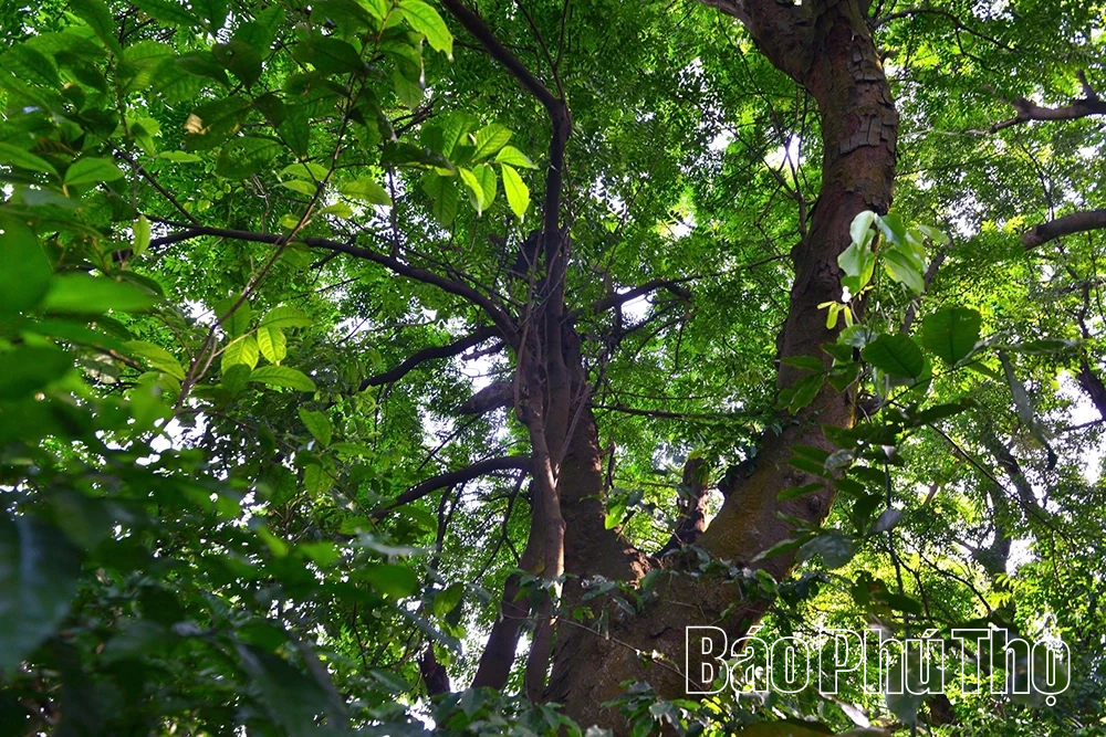 Rừng lim trong lòng phố thị