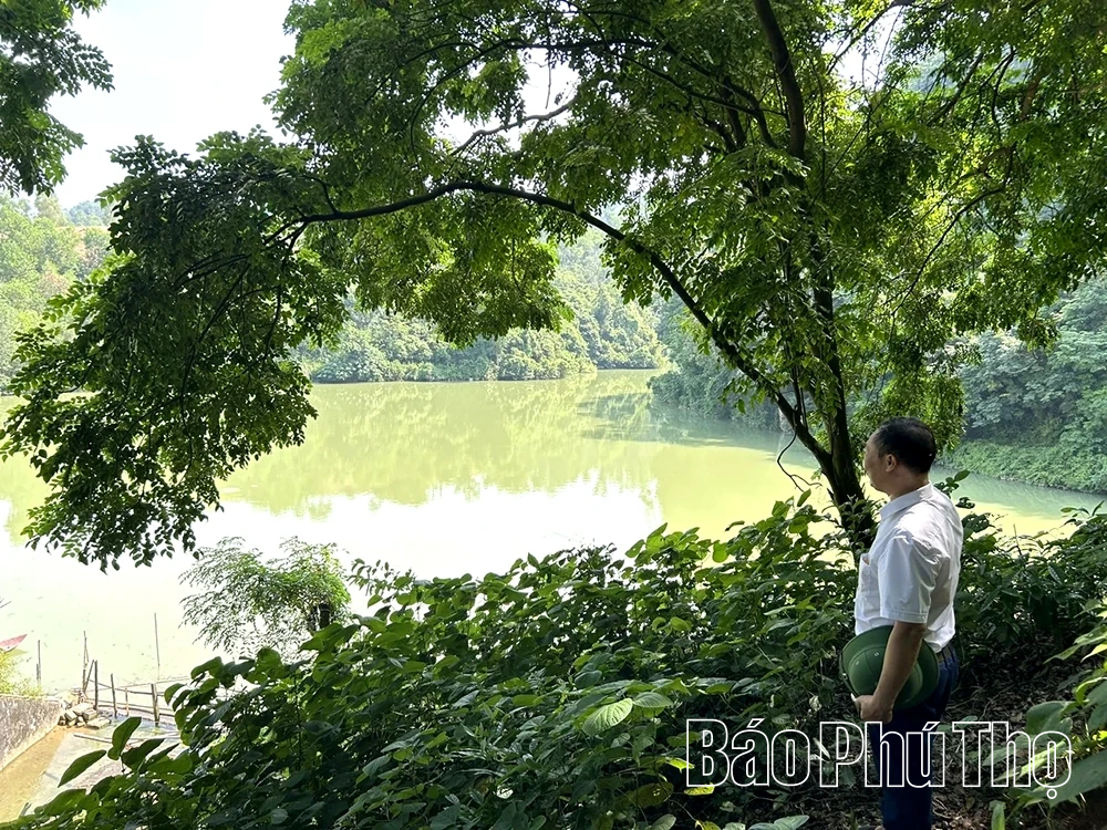 Rừng lim trong lòng phố thị