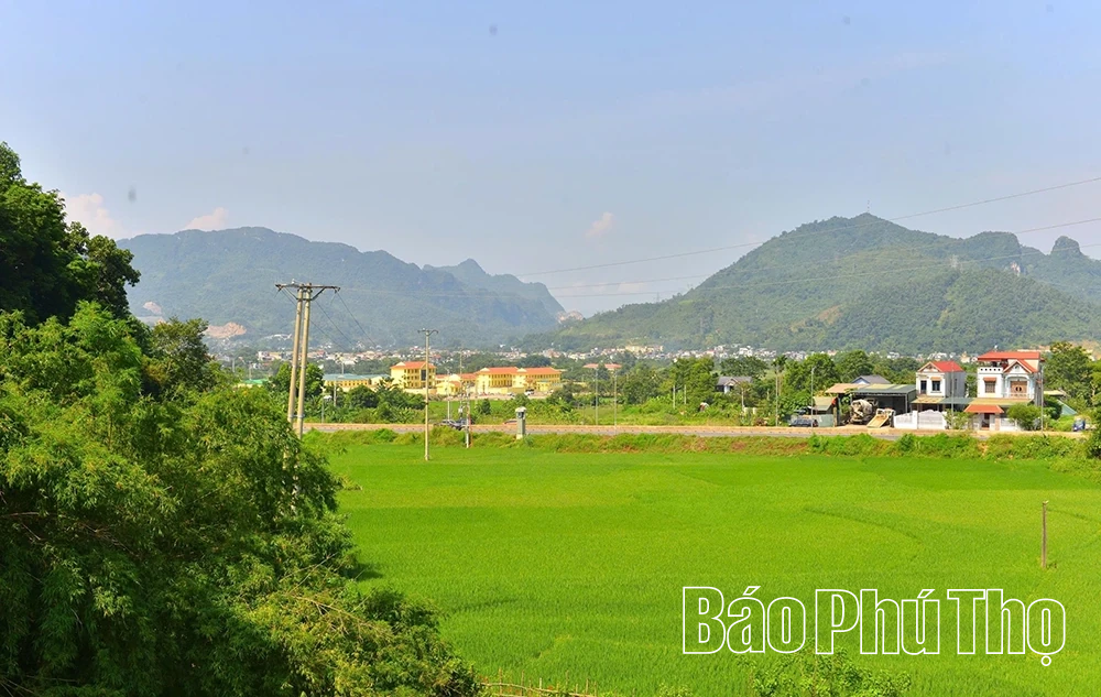 Rừng lim trong lòng phố thị