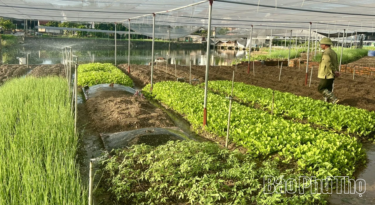 Tập trung chỉ đạo thu hoạch lúa vụ mùa, cây màu vụ hè thu và triển khai sản xuất vụ Đông năm 2025