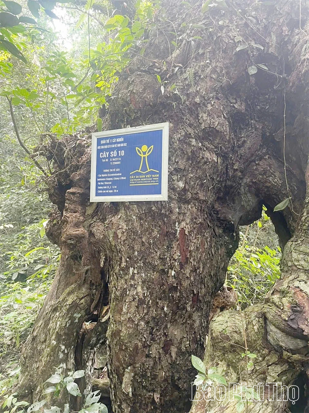 Động Tớn Nam Sơn - “Nàng công chúa ngủ trong rừng” của vùng cao Vân Sơn