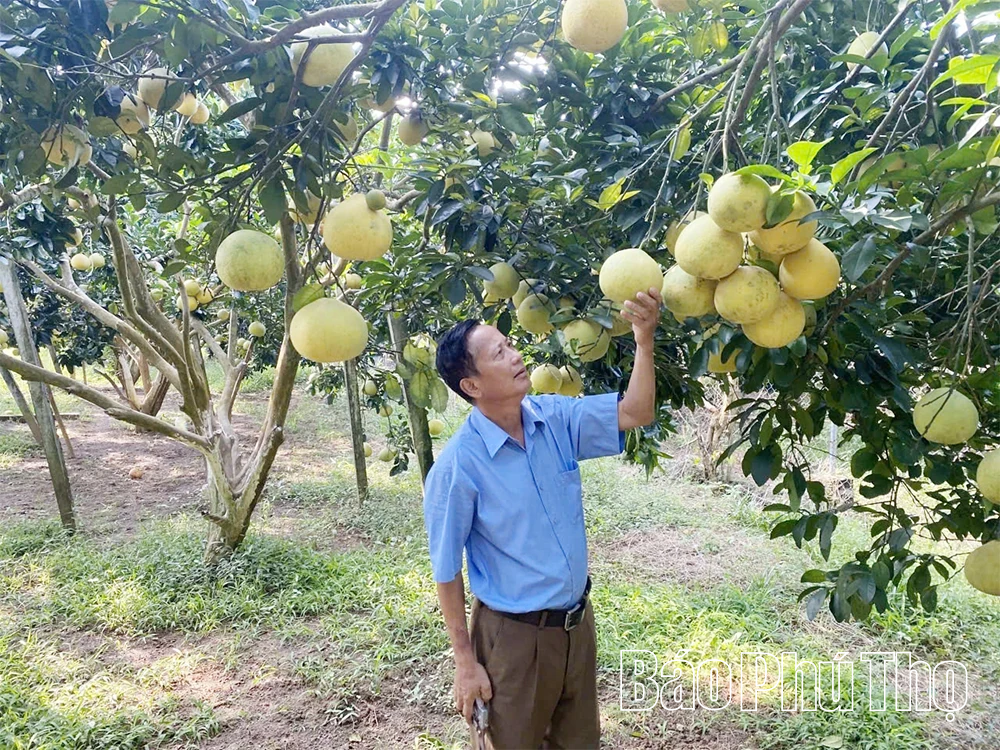 Đưa nông sản chủ lực bay xa