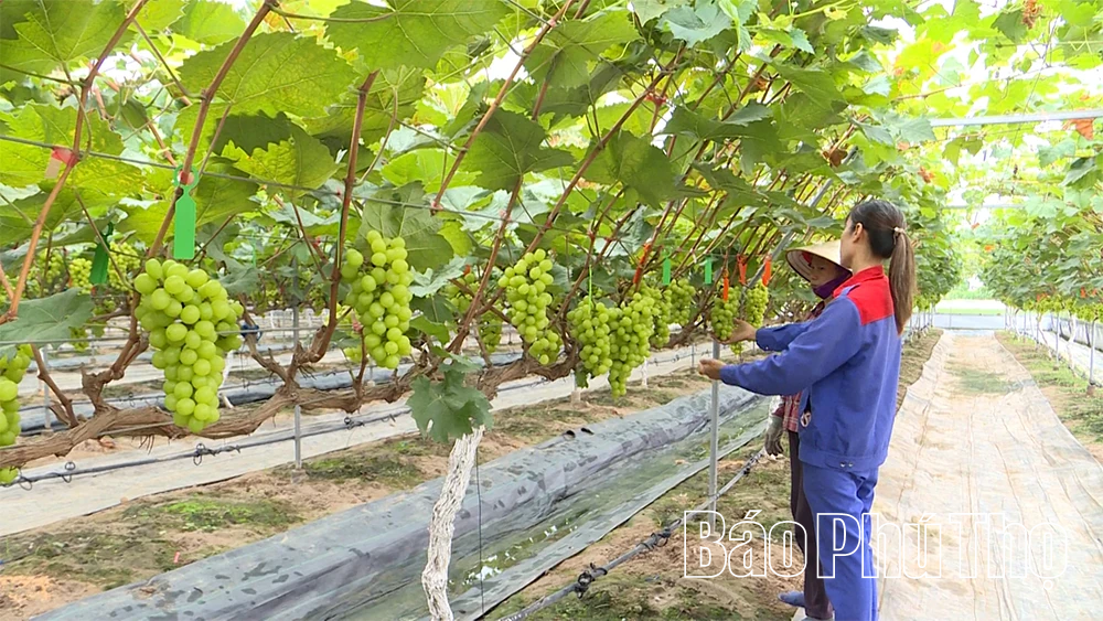 Kỳ 1: “Nông dân 4.0” làm giàu trên quê hương