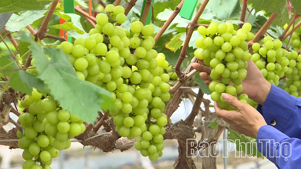 Kỳ 1: “Nông dân 4.0” làm giàu trên quê hương