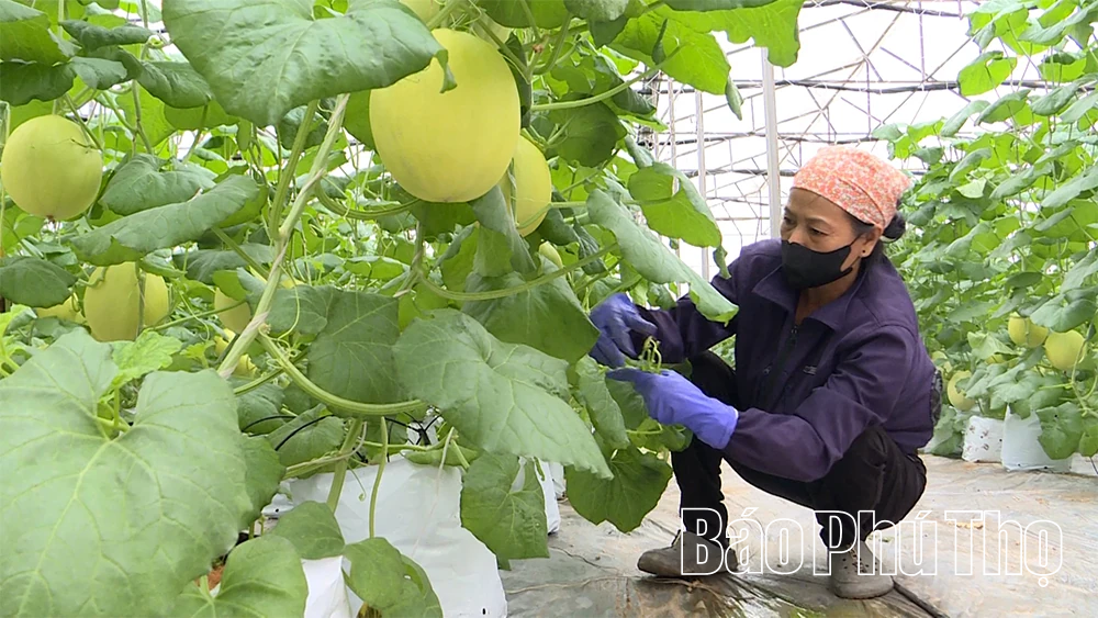 Kỳ 1: “Nông dân 4.0” làm giàu trên quê hương