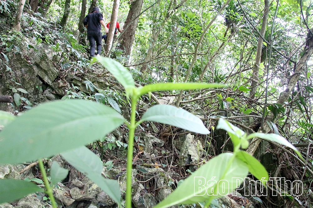Giữ sắc lan rừng ở Khu bảo tồn thiên nhiên Ngọc Sơn - Ngổ Luông