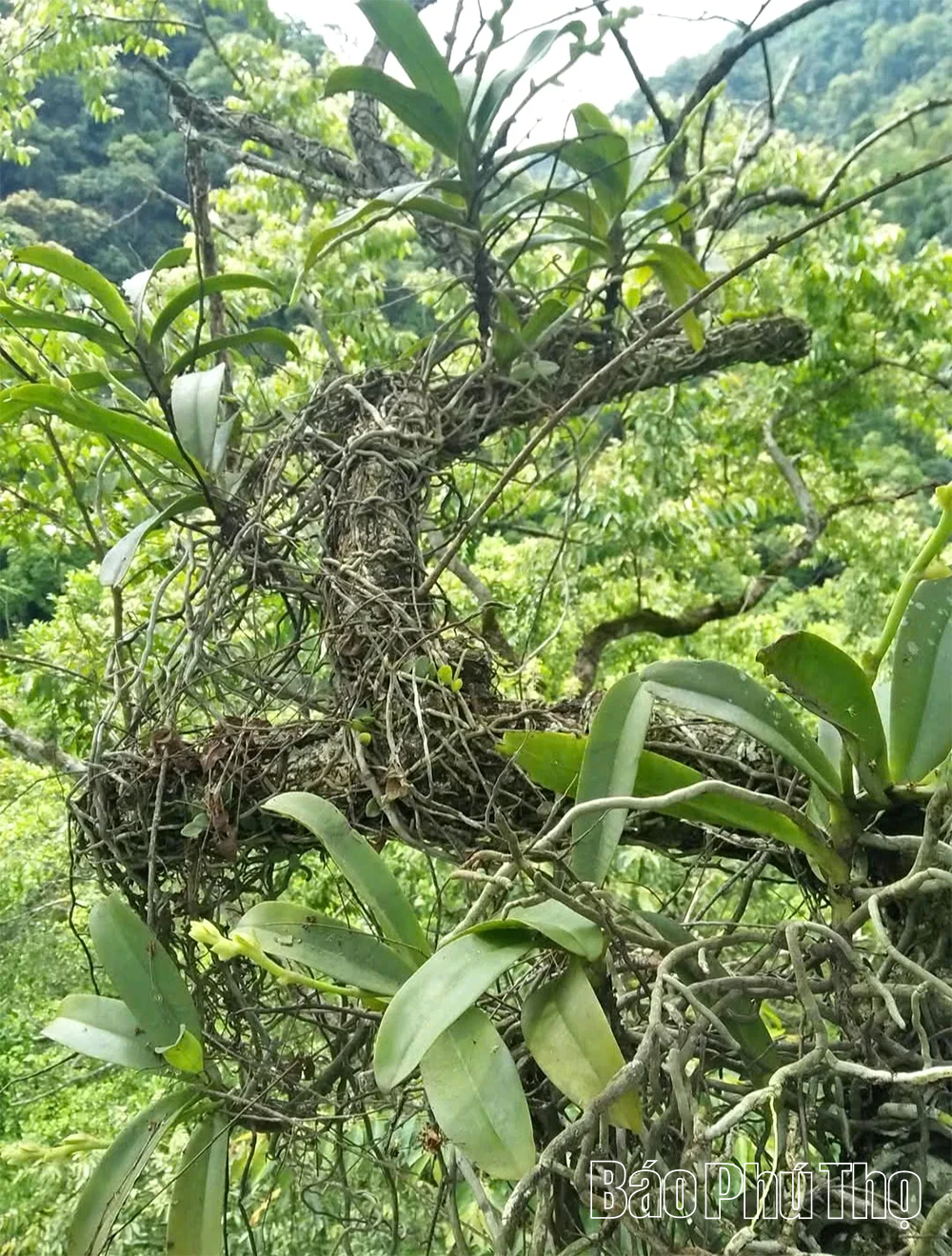 Giữ sắc lan rừng ở Khu bảo tồn thiên nhiên Ngọc Sơn - Ngổ Luông