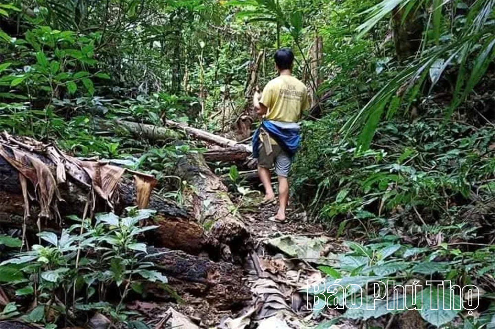 Giữ sắc lan rừng ở Khu bảo tồn thiên nhiên Ngọc Sơn - Ngổ Luông