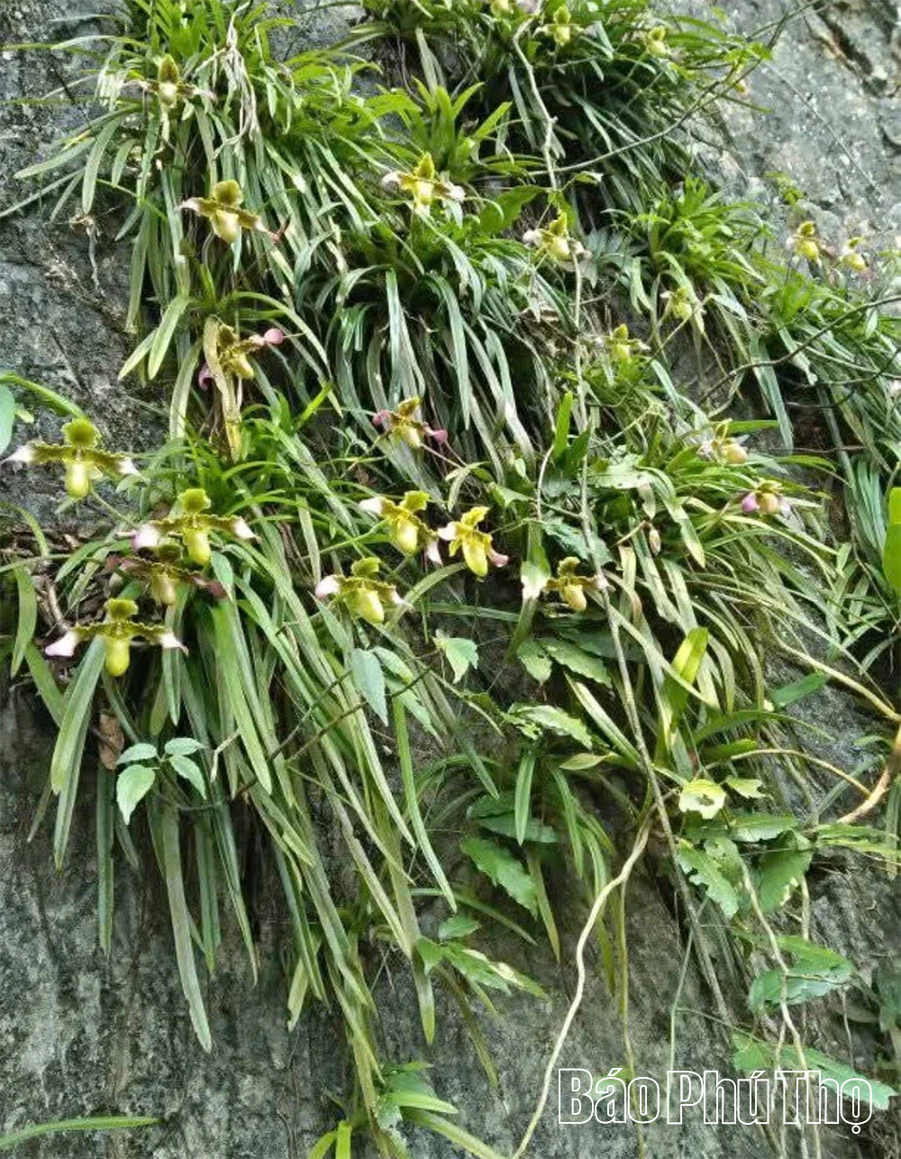 Giữ sắc lan rừng ở Khu bảo tồn thiên nhiên Ngọc Sơn - Ngổ Luông