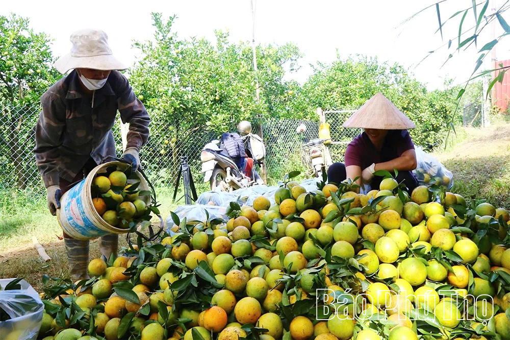 Động lực từ phong trào thi đua yêu nước ở xã Cao Phong