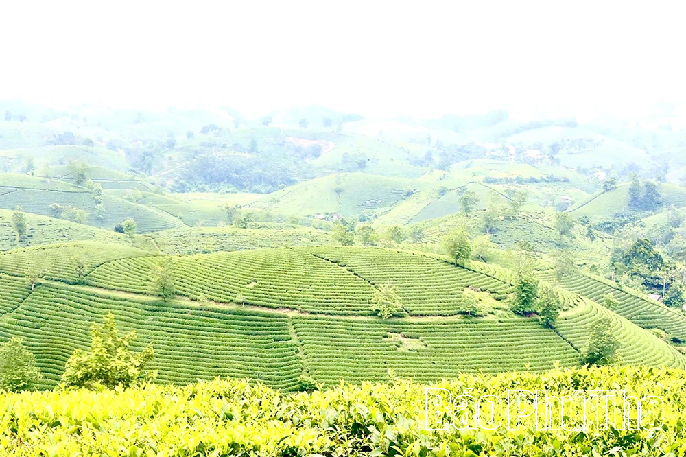 Phú Thọ đứng top đầu cả nước về diện tích, sản lượng chè