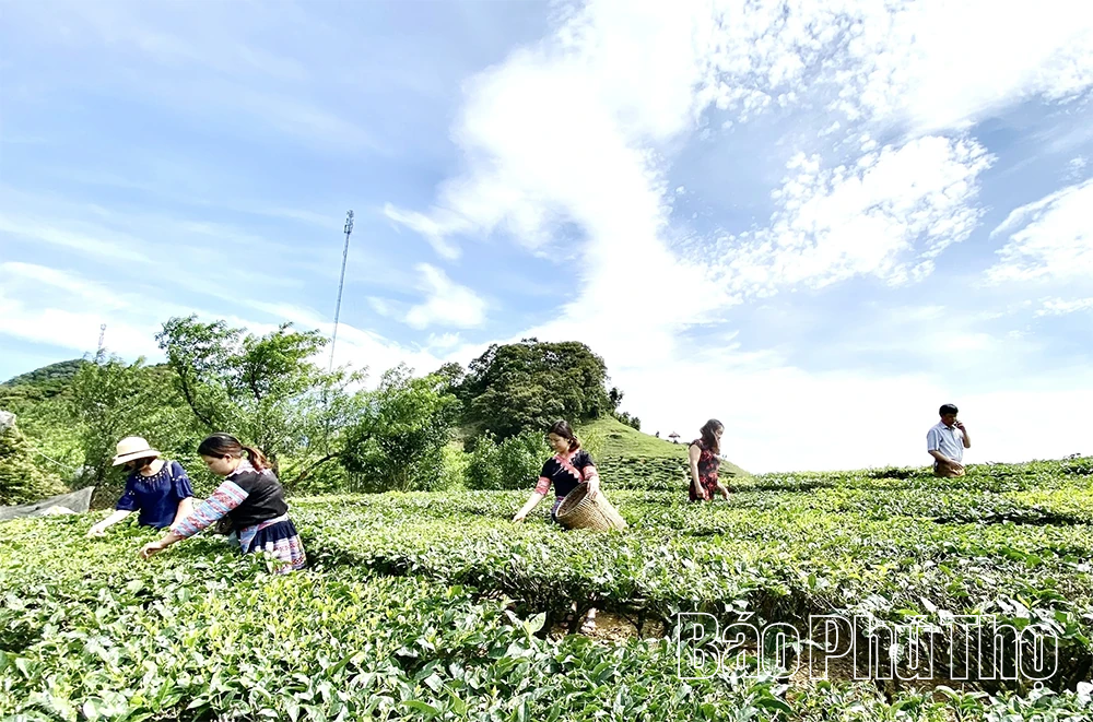 Phú Thọ đứng top đầu cả nước về diện tích, sản lượng chè