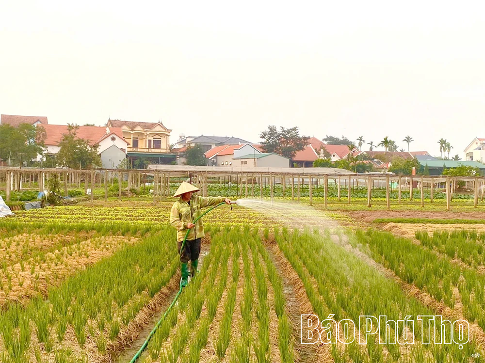Phát huy vai trò chủ lực của doanh nghiệp thủy lợi trong phát triển nông nghiệp hiện đại