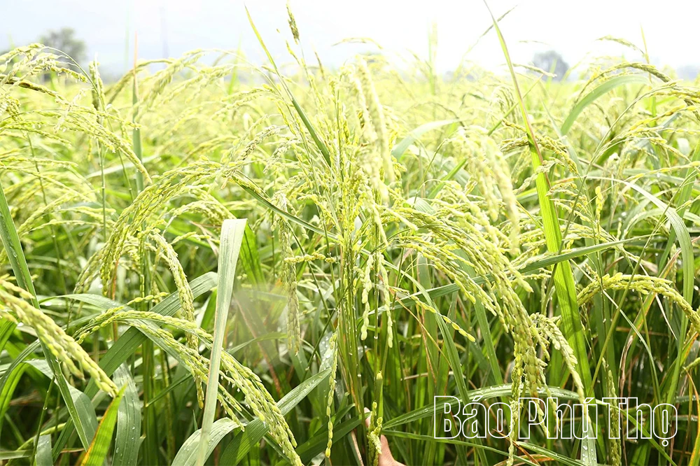 Khảo sát tiềm năng phát triển giống lúa nếp Gà gáy Mỹ Lung