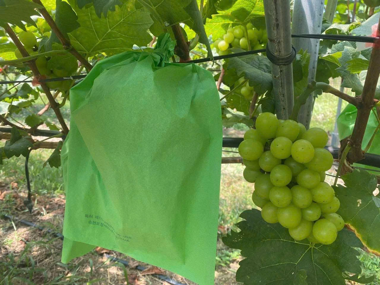 Nho quý tộc trĩu quả trên đất đồi cằn