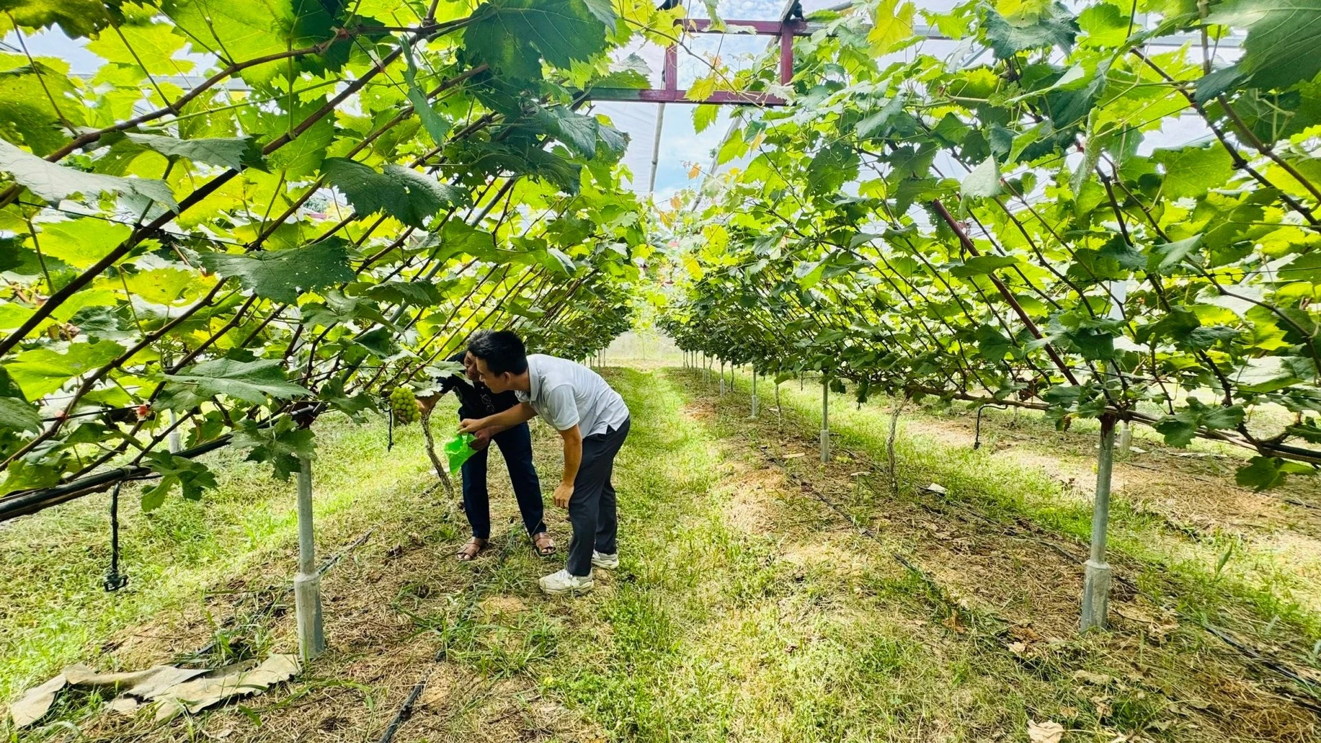 Nho quý tộc trĩu quả trên đất đồi cằn