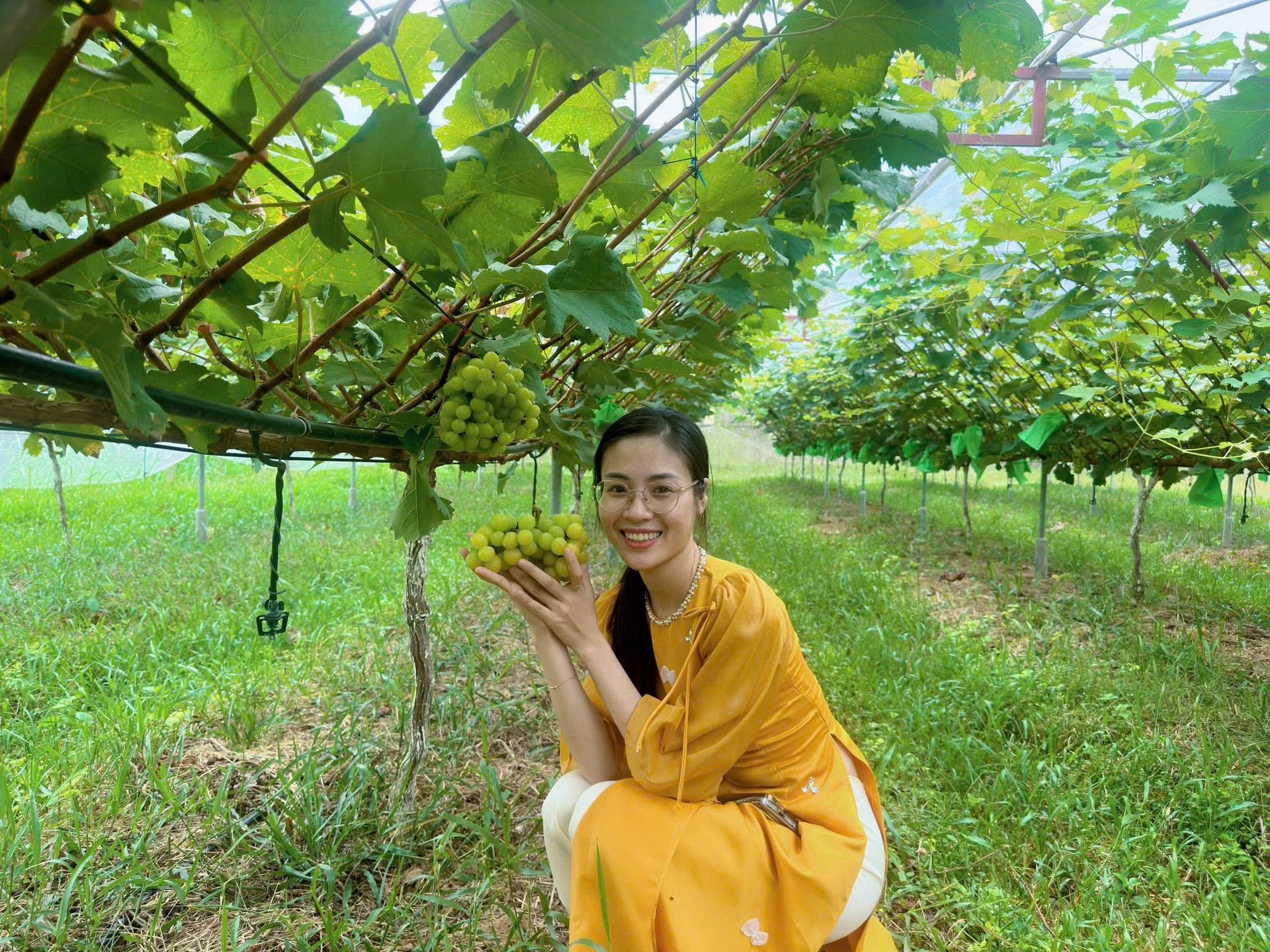 Nho quý tộc trĩu quả trên đất đồi cằn