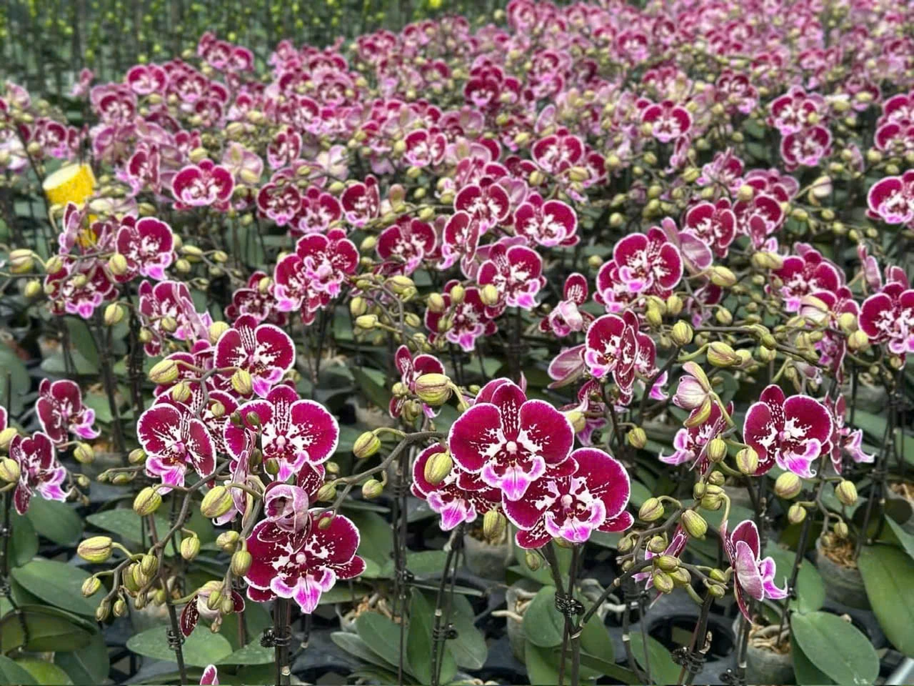 Tiên phong ứng dụng nông nghiệp công nghệ cao