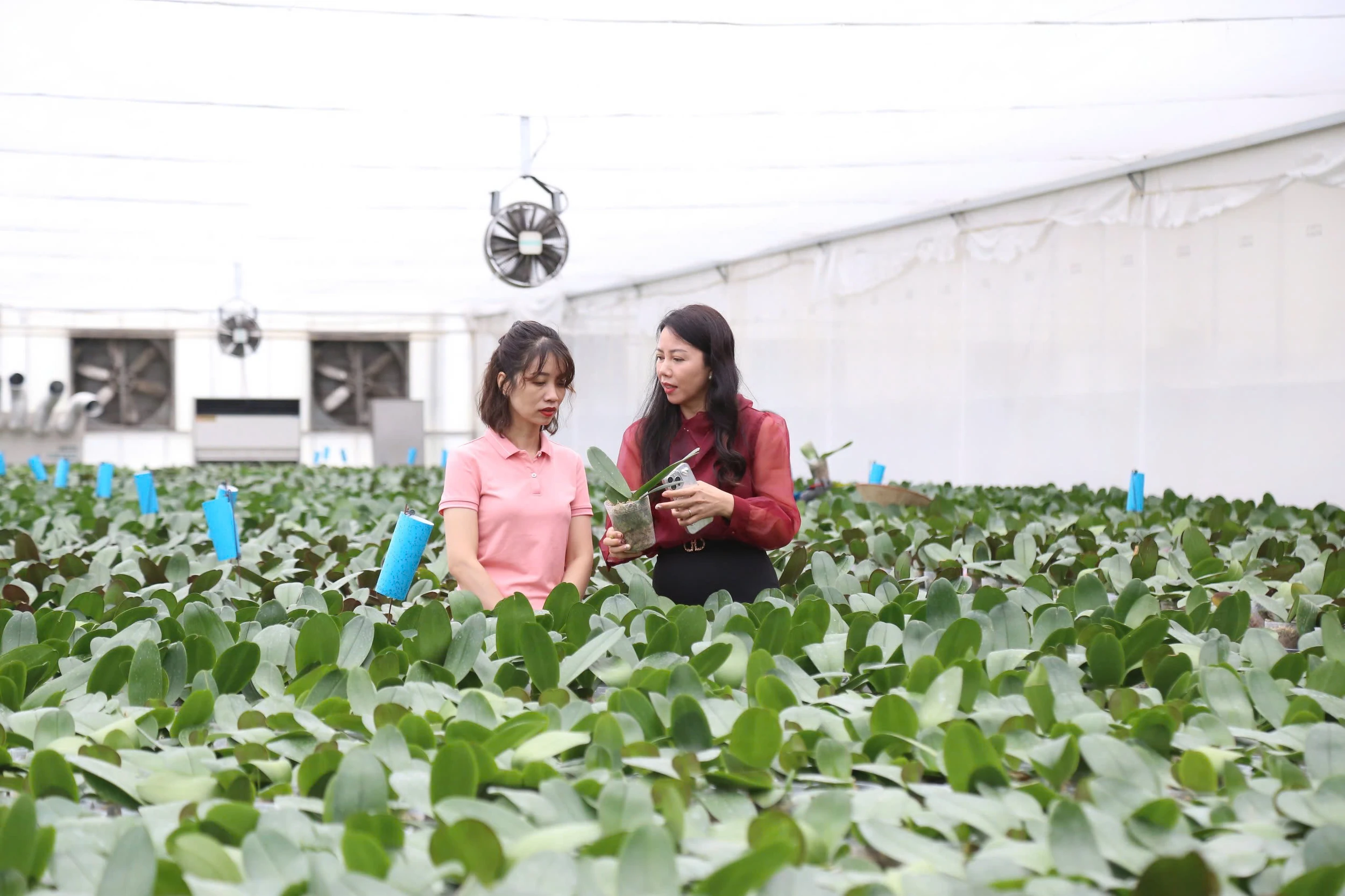 Tiên phong ứng dụng nông nghiệp công nghệ cao