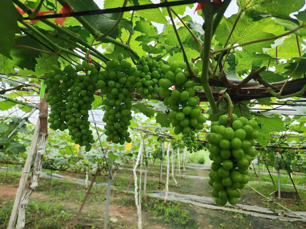 Tiên phong ứng dụng nông nghiệp công nghệ cao