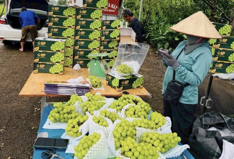 Tiên phong ứng dụng nông nghiệp công nghệ cao