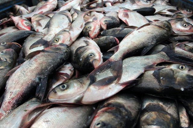 4 nhóm người cần hạn chế ăn cá mè để bảo vệ sức khỏe