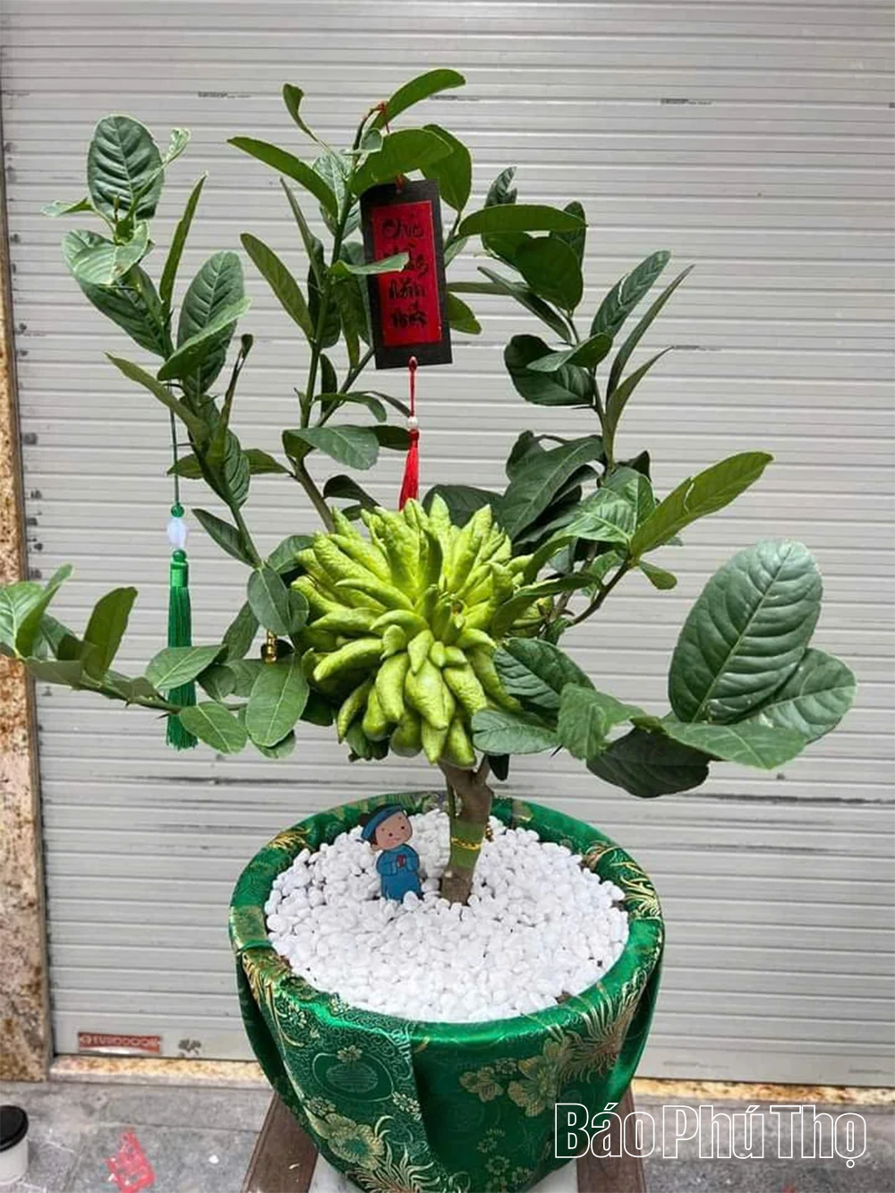 Làm giàu từ trồng phật thủ trên đất bãi sông Hồng