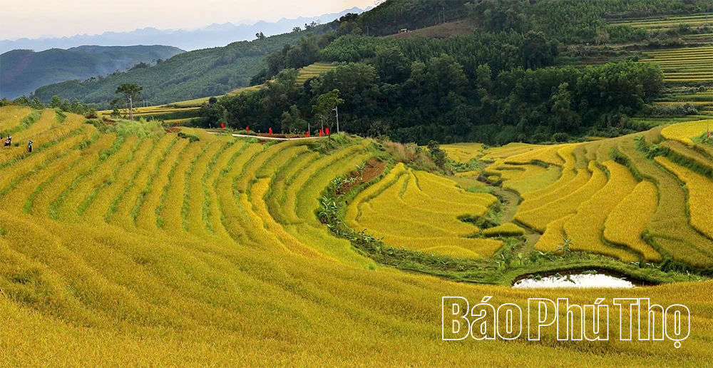 Miền Đồi sẽ tổ chức Lễ hội ruộng bậc thang trong 2 ngày 18-19/10/2025