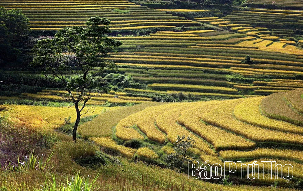 Miền Đồi sẽ tổ chức Lễ hội ruộng bậc thang trong 2 ngày 18-19/10/2025