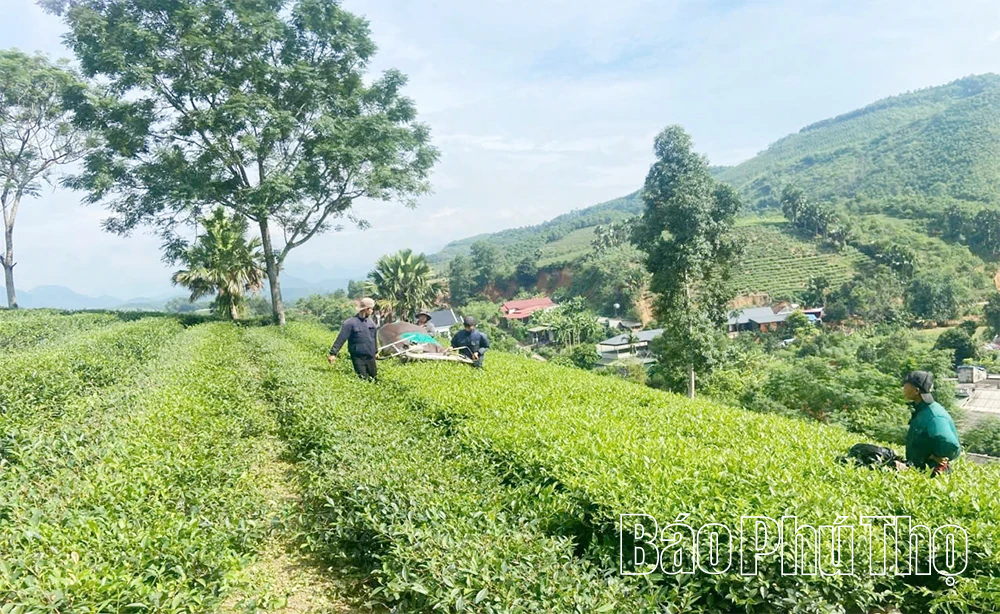 Đượm vị chè Hoàng Văn