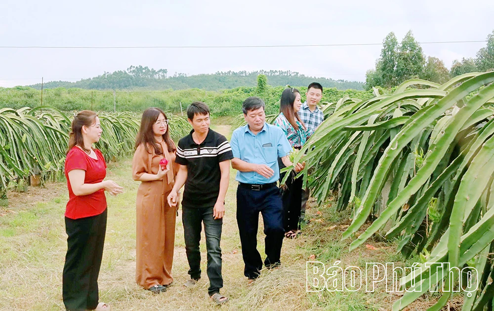 Triển vọng xuất khẩu thanh long ruột đỏ ở xã Lập Thạch