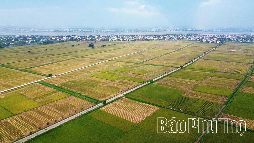 Bức họa đồng quê