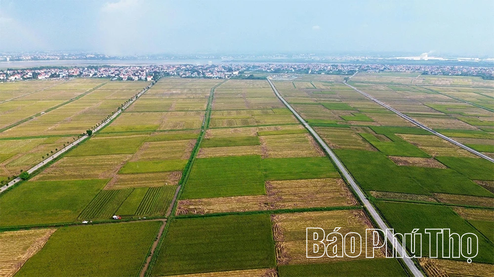 Bức họa đồng quê