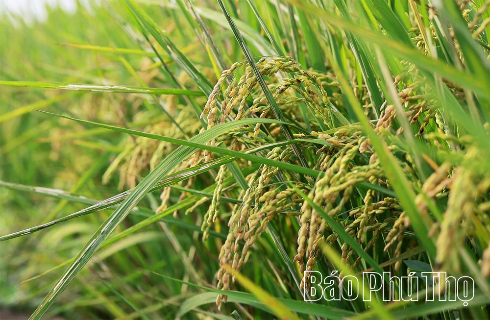 Bức họa đồng quê