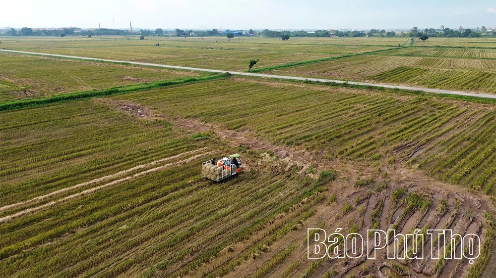 Bức họa đồng quê