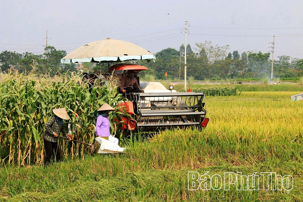 Bức họa đồng quê