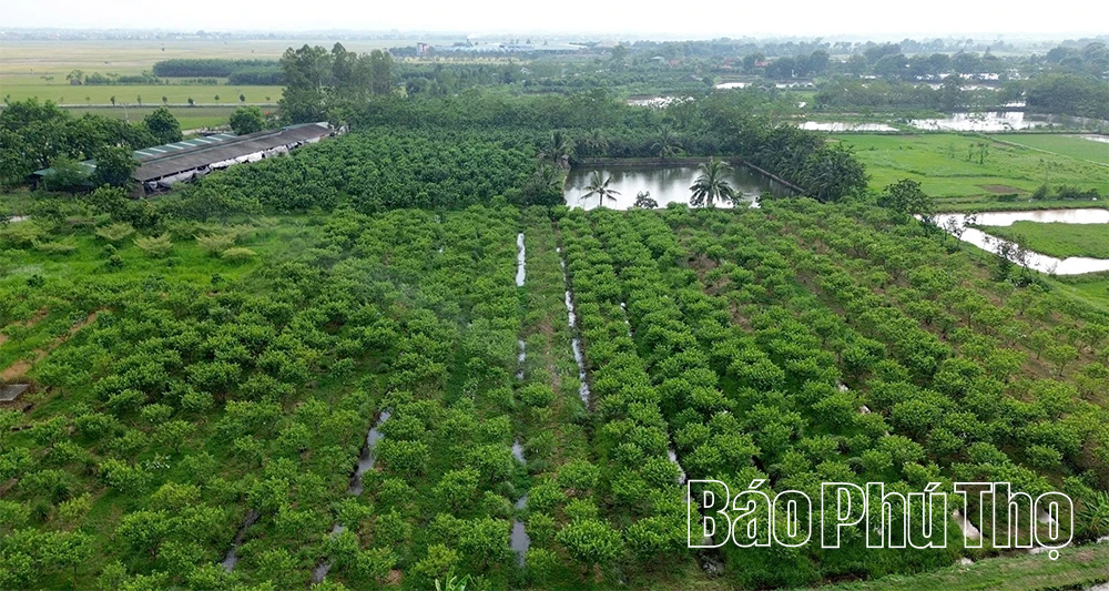 Bức họa đồng quê