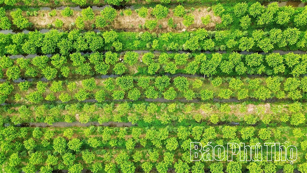 Bức họa đồng quê