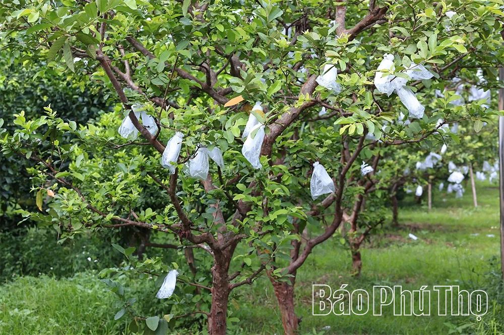 Bức họa đồng quê