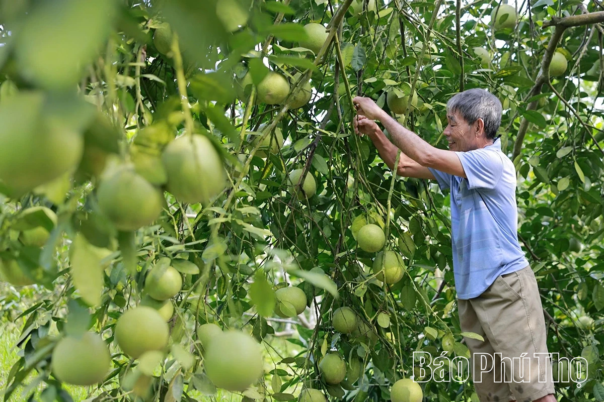 Ngọt, thơm mùa bưởi