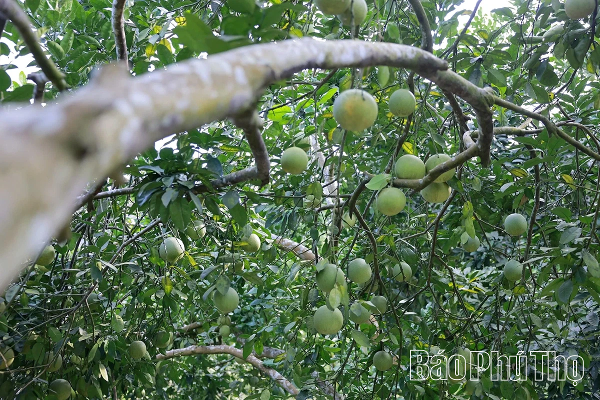 Ngọt, thơm mùa bưởi