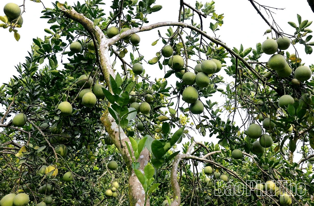 Ngọt, thơm mùa bưởi