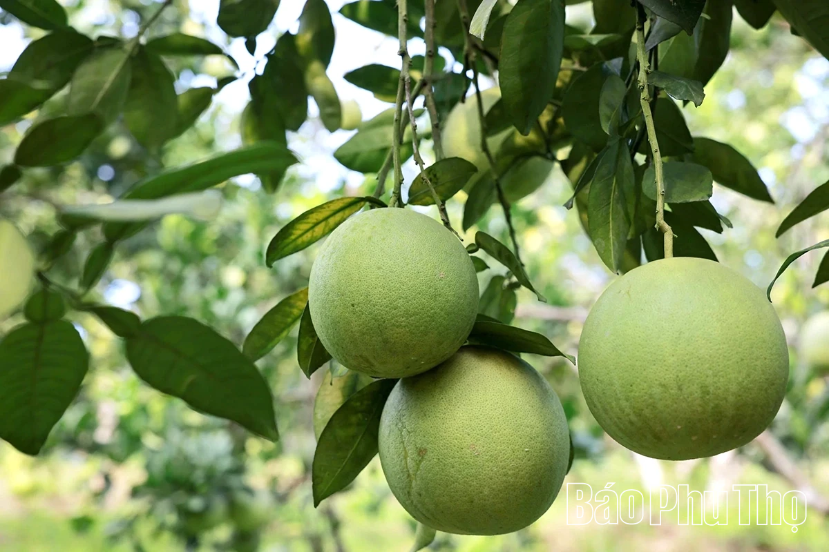 Ngọt, thơm mùa bưởi