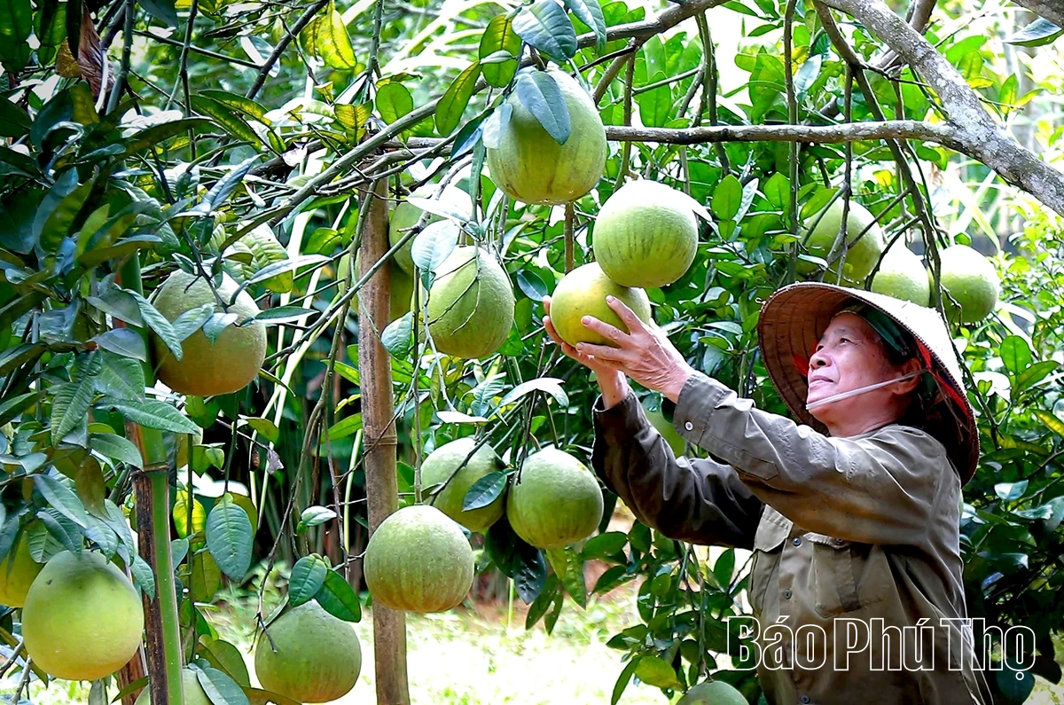 Ngọt, thơm mùa bưởi