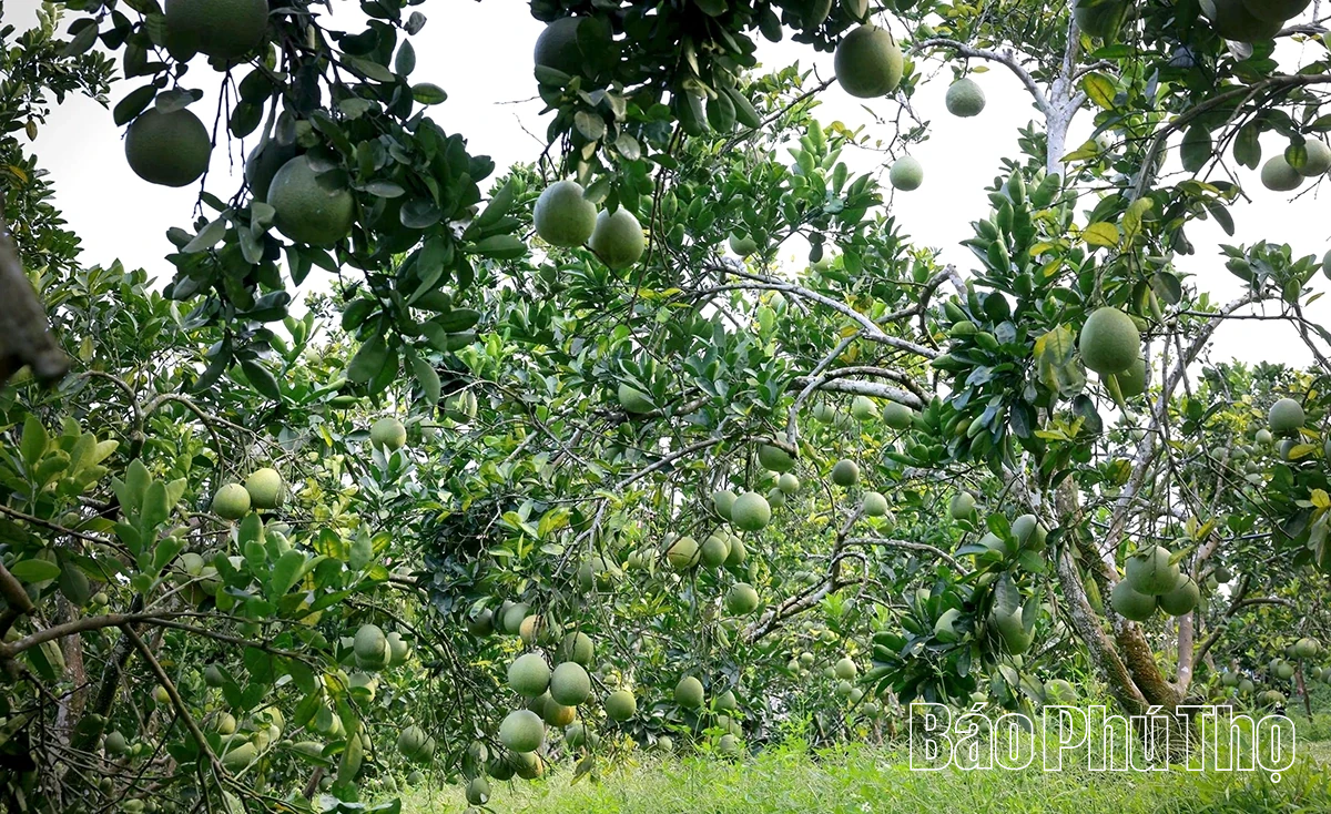 Ngọt, thơm mùa bưởi