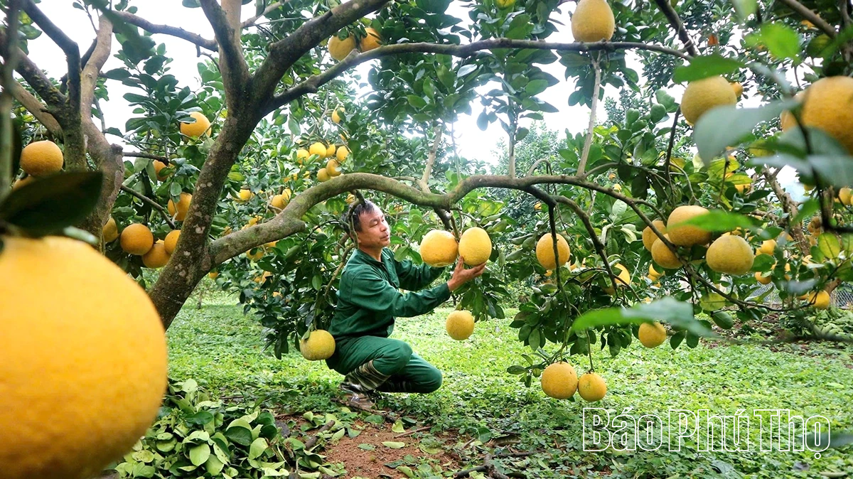 Ngọt, thơm mùa bưởi