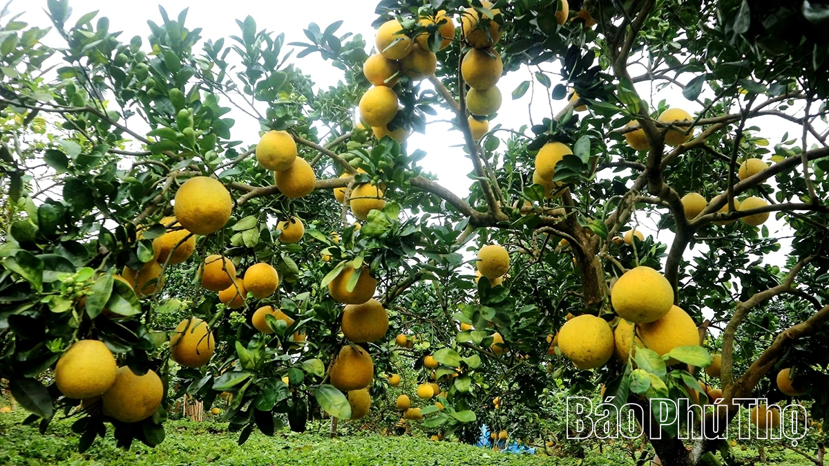 Ngọt, thơm mùa bưởi