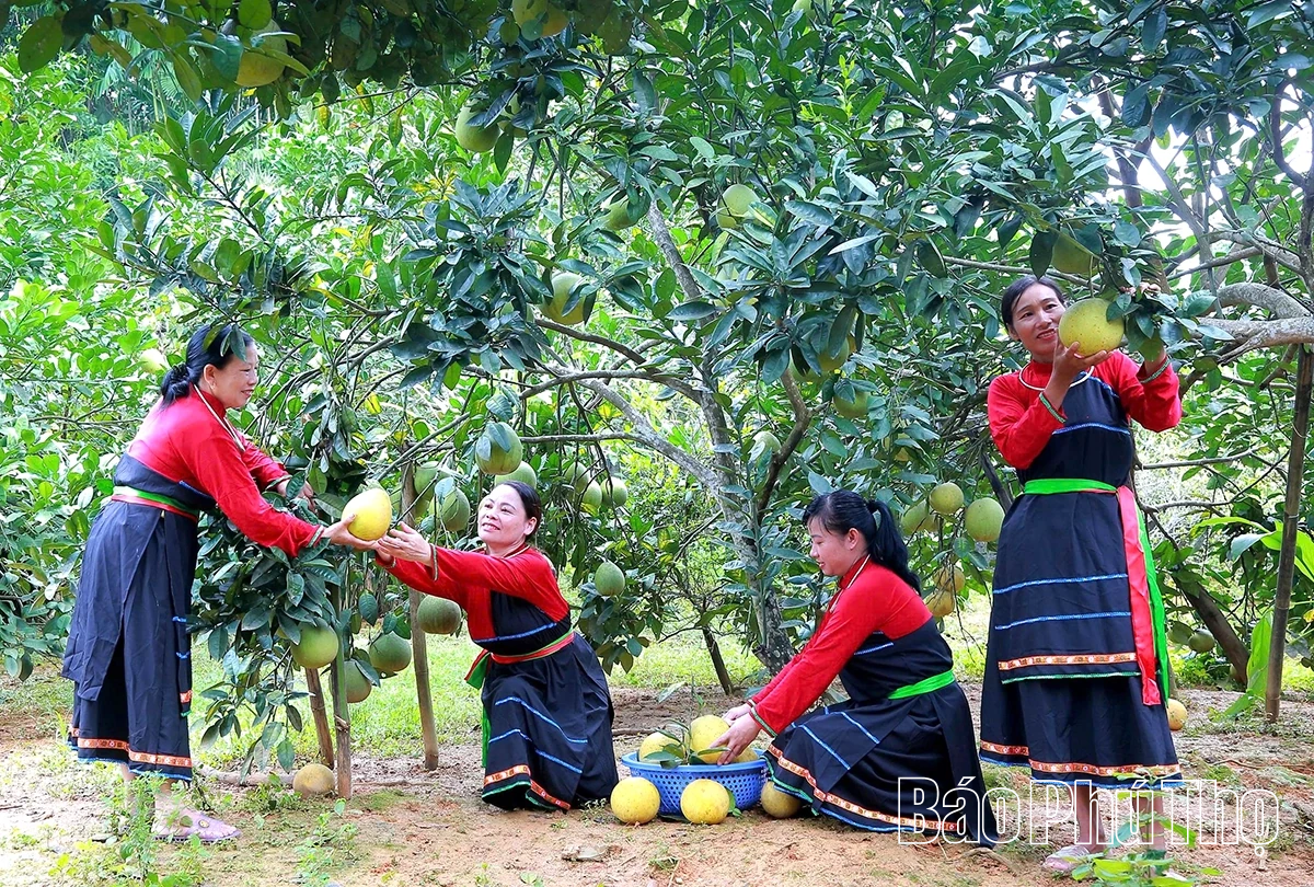 Ngọt, thơm mùa bưởi